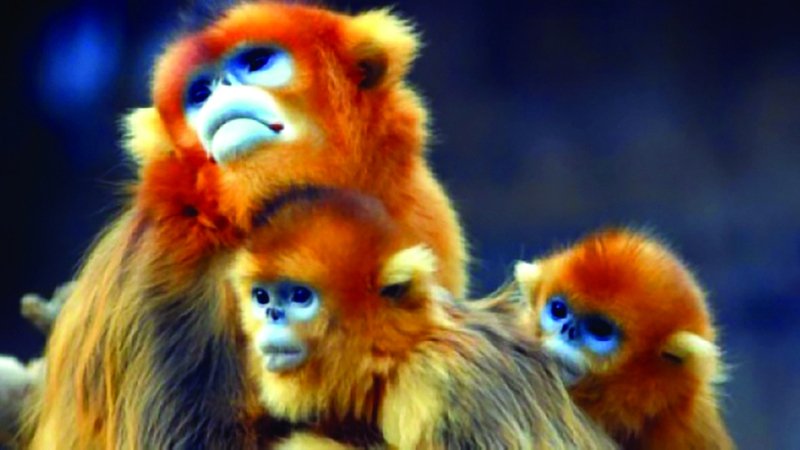 سرقة 12 قرداً من مركز فرنسي للأبحاث الحيوانية