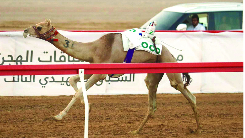 «الوارية» و«الشبابي» و«الظبي» تتصدر مهرجان سباقات الهجن