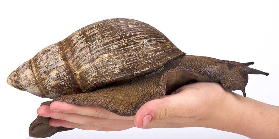 سكان بناية ألمانية مفزوعون: كائن عجيب وغير مرئي يدق جرس الباب ليلاً