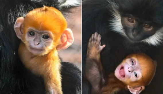 ولادة قرد برتقالي تثير إعجاباً عالمياً.. والبعض ينسبه لعائلة “هاري بوتر”