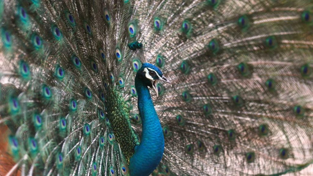 رجل ينتقم من جارته بطريقة لا تخطر على بال.. ما ذنب الطاووسين؟