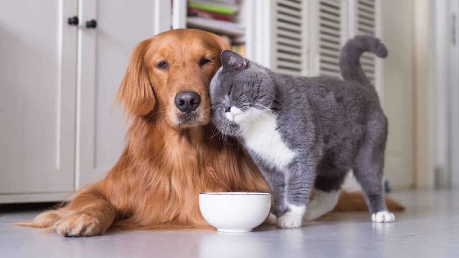 زوجان شابان يطلبان الطلاق بسبب الخلافات بين كلبه وقطتها !