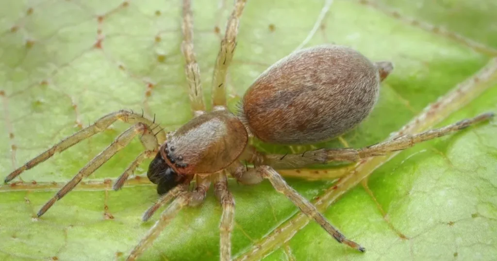 علماء يتوصلون لسر قدرة بعض العناكب على عدم التجمد في الشتاء