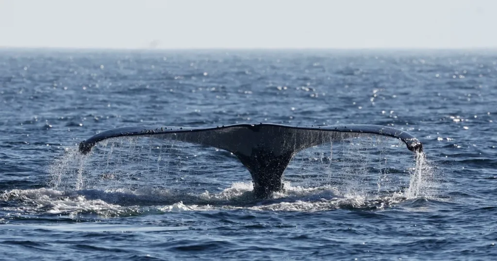 دراسة: ارتفاع حموضة المحيطات يهدد الأمن الغذائي للدول الساحلية