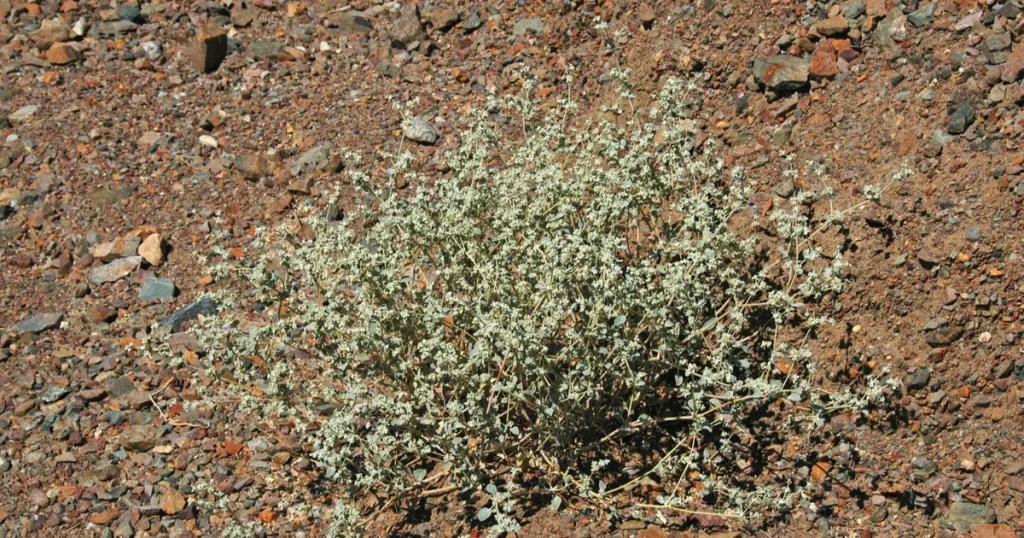 ازدهرت في وادي الموت بكاليفورنيا.. نبتة تتحدى الحرارة تمهد الطريق لثورة زراعية