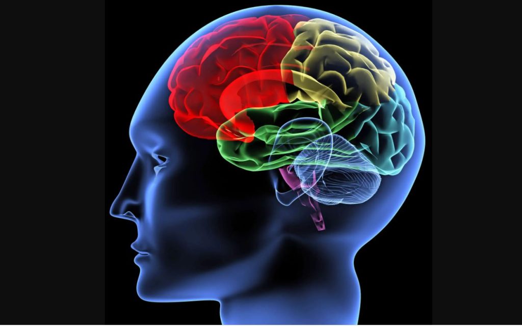 الدماغ يغير وصلاته العصبية بالكامل 5 مرات على مدار عمر الانسان