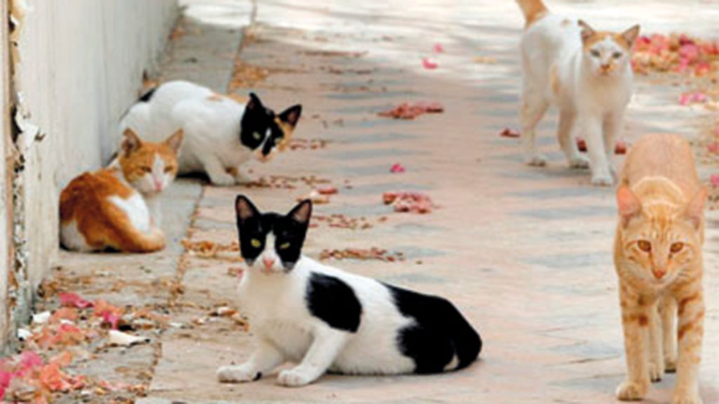 إطعام القطط والطيور عشوائياً.. دعوة مفتوحة لانتشار الحشرات والقوارض