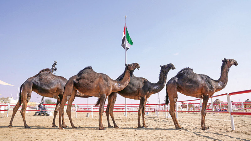 مهرجان الظفرة الـ 19.. يحتفي بمكانة الإبل في الثقافة الإماراتية