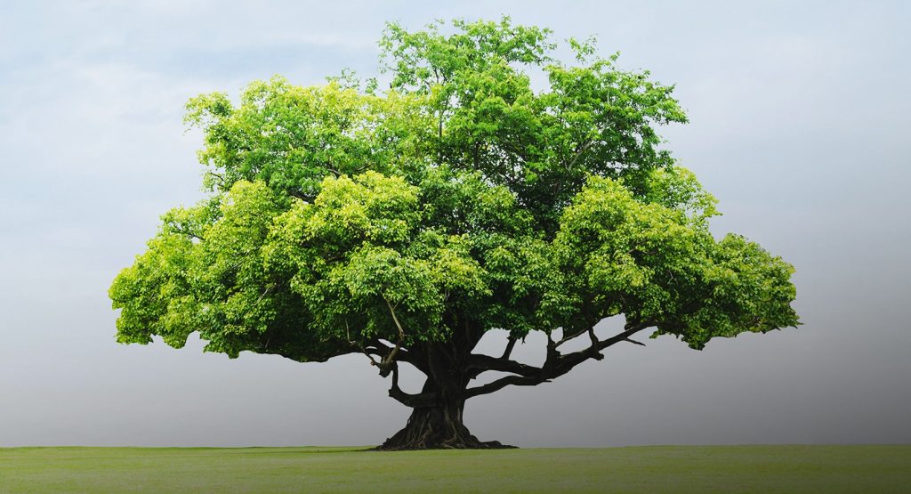 بلدية دبي و”هيئة المعرفة” تطلقان مبادرة لزراعة 20 ألف شجرة