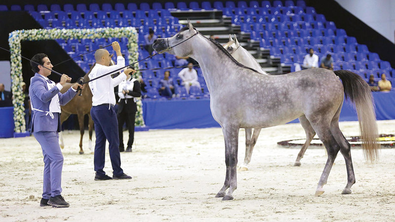 155 خيلاً تستعرض جمالها في «دبي الدولية للجواد العربي»